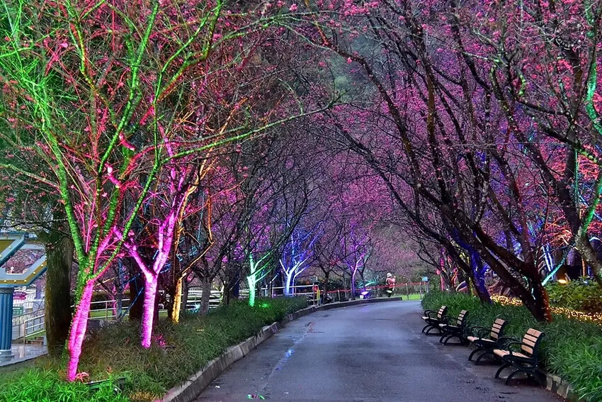 九族文化村:夜櫻