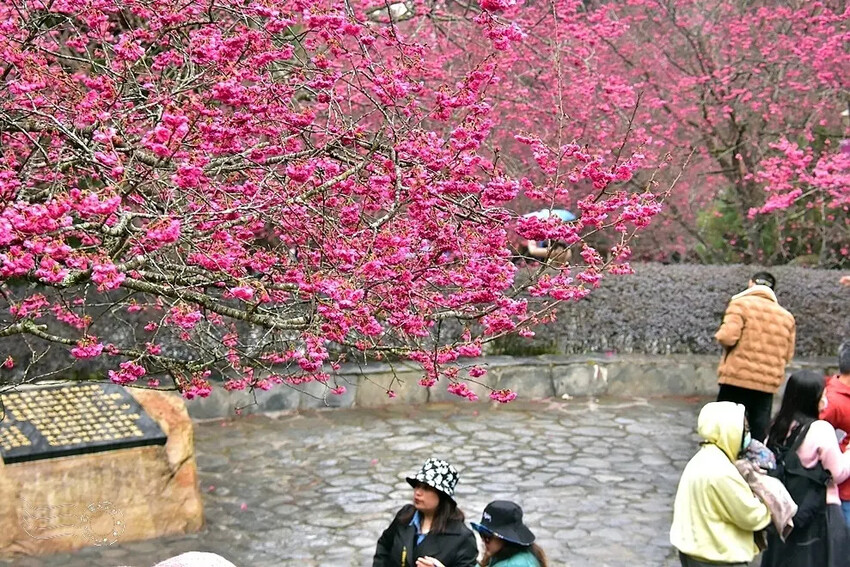 九族文化村:百重櫻