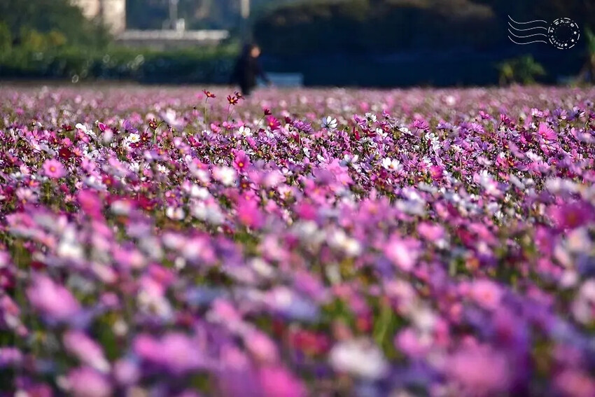 彰化田中【望高瞭花海季】