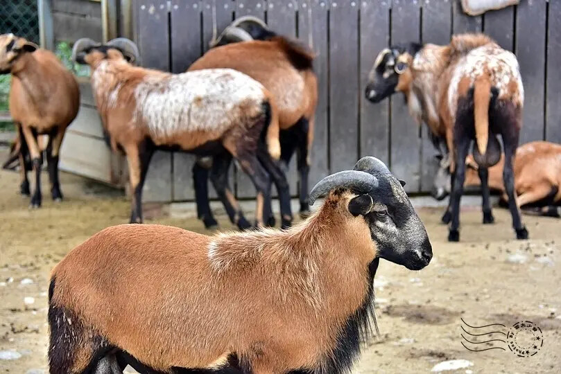 台開心農場:喀麥隆綿羊 台開心農場:喀麥隆綿羊