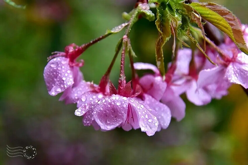 九族文化村:枝垂櫻