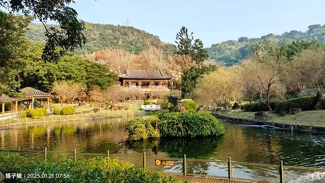 2025臺北士林至善園,梅花1/21即時現況🌸|2025原住 2025臺北士林至善園,梅花1/21即時現況🌸|2025原住