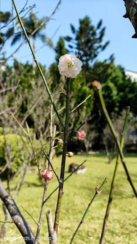 2025台北士林、雙溪公園,梅花1/21即時現況🌸|2025 2025台北士林、雙溪公園,梅花1/21即時現況🌸|2025