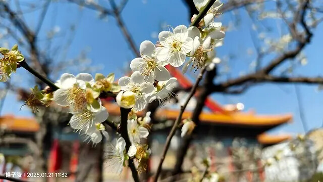 2025台北士林、雙溪公園,梅花1/21即時現況🌸|2025 2025台北士林、雙溪公園,梅花1/21即時現況🌸|2025