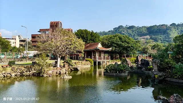2025台北士林、雙溪公園,梅花1/21即時現況🌸|2025 2025台北士林、雙溪公園,梅花1/21即時現況🌸|2025