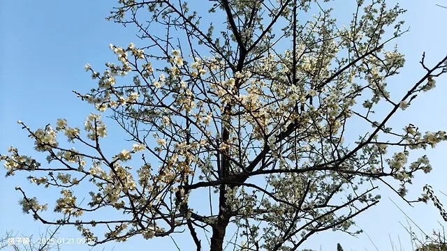 2025士林官邸公園，梅花1/21即時現況🌸｜2025台北士