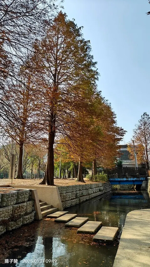 2025士林官邸公園，梅花1/21即時現況🌸｜2025台北士