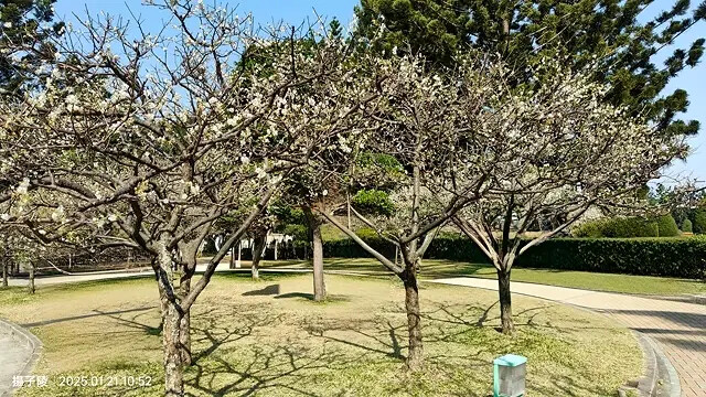 2025台北士林、雙溪公園,梅花1/21即時現況🌸|2025 2025台北士林、雙溪公園,梅花1/21即時現況🌸|2025