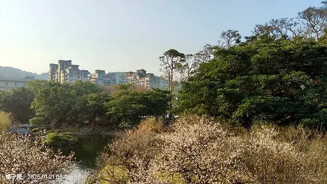 2025臺北士林至善園,梅花1/21即時現況🌸|2025原住 2025臺北士林至善園,梅花1/21即時現況🌸|2025原住