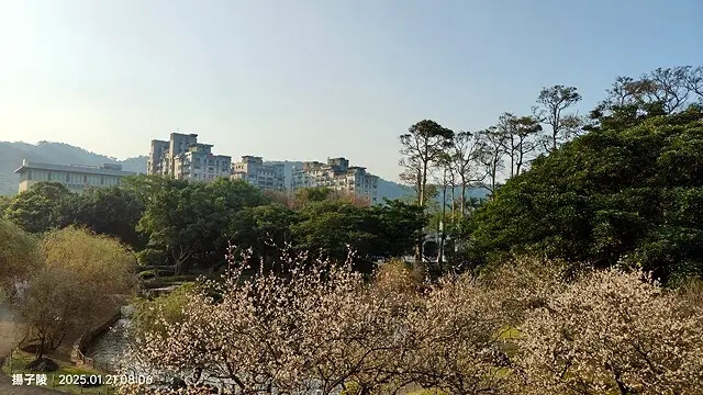 2025臺北士林至善園,梅花1/21即時現況🌸|2025原住 2025臺北士林至善園,梅花1/21即時現況🌸|2025原住