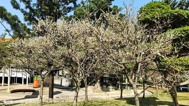 2025台北士林、雙溪公園,梅花1/21即時現況🌸|2025 2025台北士林、雙溪公園,梅花1/21即時現況🌸|2025