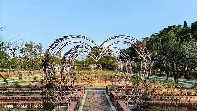 2025士林官邸公園，梅花1/21即時現況🌸｜2025台北士