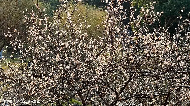 2025臺北士林至善園,梅花1/21即時現況🌸|2025原住 2025臺北士林至善園,梅花1/21即時現況🌸|2025原住