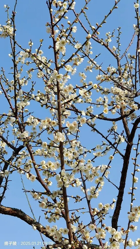 2025士林官邸公園，梅花1/21即時現況🌸｜2025台北士