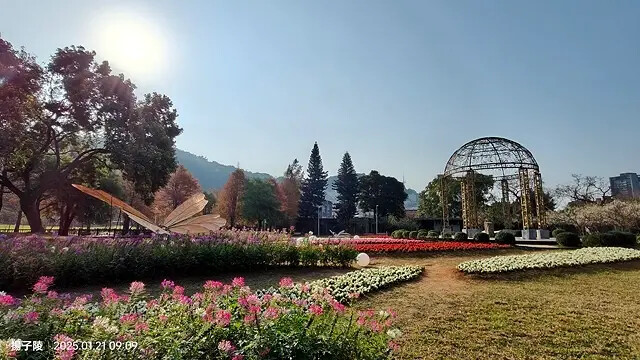 2025士林官邸公園，梅花1/21即時現況🌸｜2025台北士