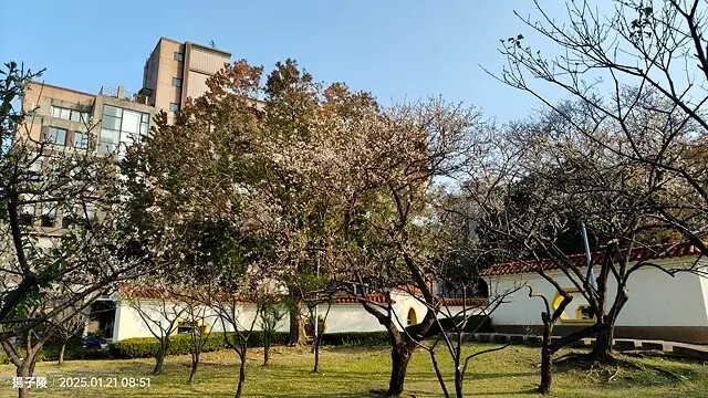 2025臺北士林至善園，梅花1/21即時現況🌸｜2025原住