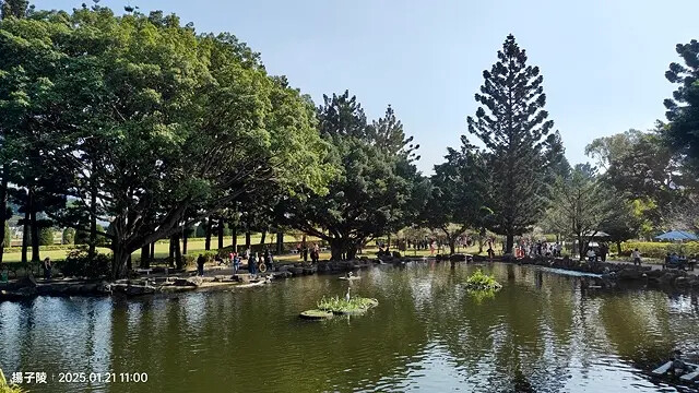 2025台北士林、雙溪公園,梅花1/21即時現況🌸|2025 2025台北士林、雙溪公園,梅花1/21即時現況🌸|2025