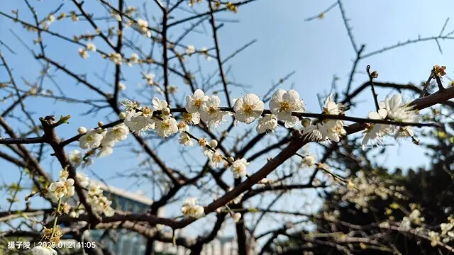 2025台北士林、雙溪公園,梅花1/21即時現況🌸|2025 2025台北士林、雙溪公園,梅花1/21即時現況🌸|2025