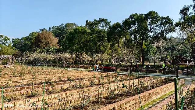 2025士林官邸公園，梅花1/21即時現況🌸｜2025台北士