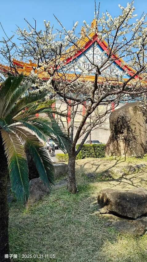 2025台北士林、雙溪公園,梅花1/21即時現況🌸|2025 2025台北士林、雙溪公園,梅花1/21即時現況🌸|2025