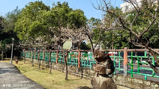 2025台北士林、雙溪公園,梅花1/21即時現況🌸|2025 2025台北士林、雙溪公園,梅花1/21即時現況🌸|2025