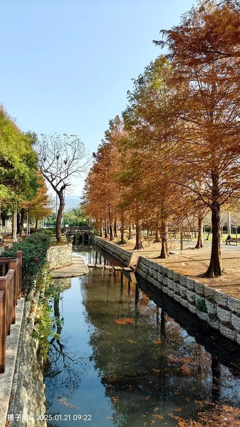 2025士林官邸公園，梅花1/21即時現況🌸｜2025台北士