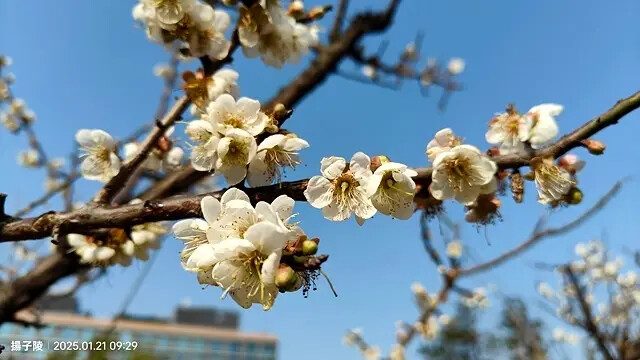 2025士林官邸公園，梅花1/21即時現況🌸｜2025台北士