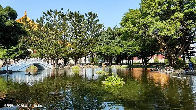 2025台北士林、雙溪公園,梅花1/21即時現況🌸|2025 2025台北士林、雙溪公園,梅花1/21即時現況🌸|2025