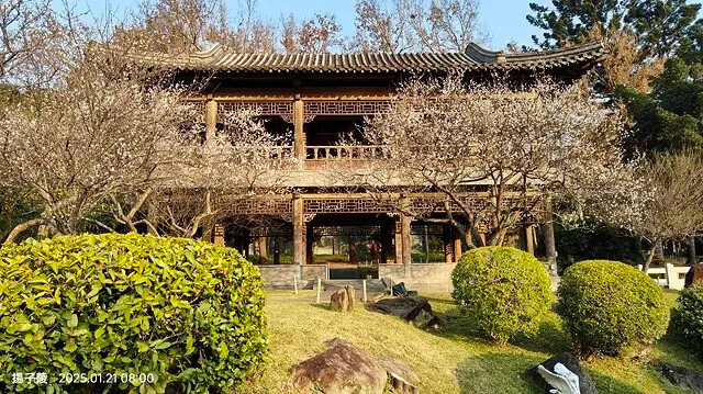 2025臺北士林至善園,梅花1/21即時現況🌸|2025原住 2025臺北士林至善園,梅花1/21即時現況🌸|2025原住