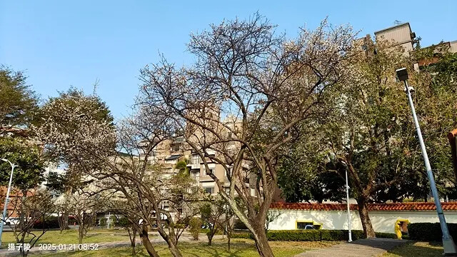 2025臺北士林至善園，梅花1/21即時現況🌸｜2025原住