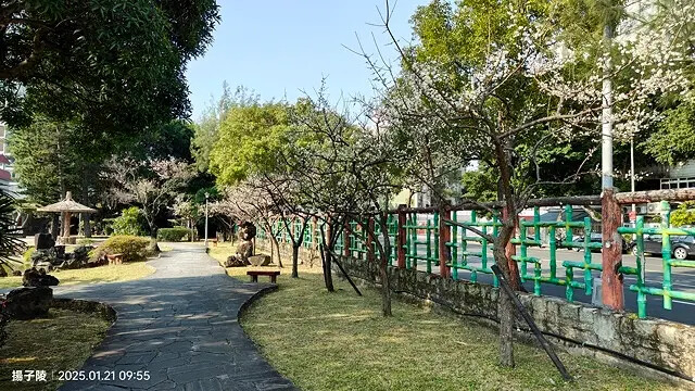 2025台北士林、雙溪公園,梅花1/21即時現況🌸|2025 2025台北士林、雙溪公園,梅花1/21即時現況🌸|2025