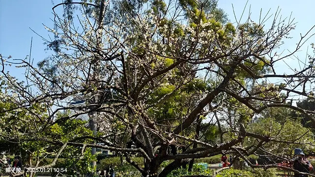 2025台北士林、雙溪公園,梅花1/21即時現況🌸|2025 2025台北士林、雙溪公園,梅花1/21即時現況🌸|2025