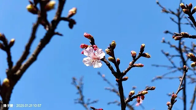 2025台北士林、雙溪公園,梅花1/21即時現況🌸|2025 2025台北士林、雙溪公園,梅花1/21即時現況🌸|2025
