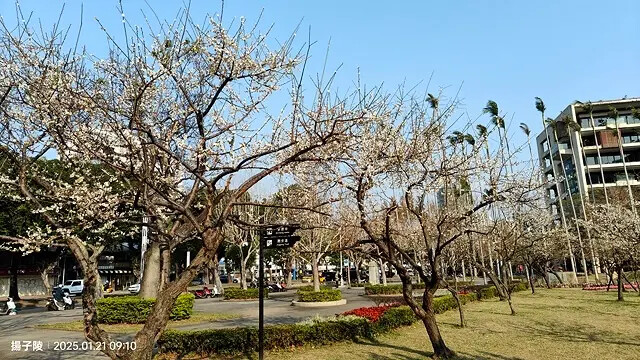 2025士林官邸公園，梅花1/21即時現況🌸｜2025台北士