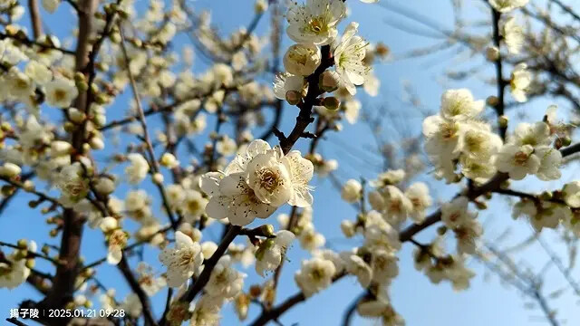 2025士林官邸公園，梅花1/21即時現況🌸｜2025台北士