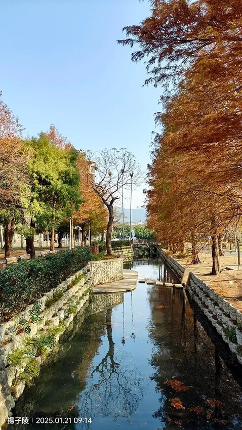 2025士林官邸公園，梅花1/21即時現況🌸｜2025台北士