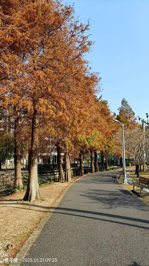 2025士林官邸公園，梅花1/21即時現況🌸｜2025台北士