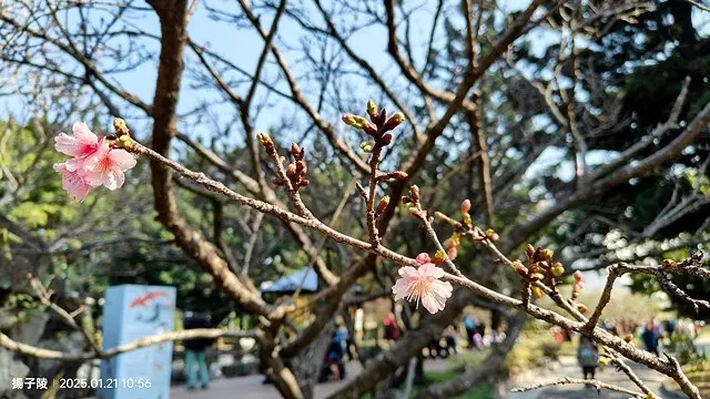 2025台北士林、雙溪公園,梅花1/21即時現況🌸|2025 2025台北士林、雙溪公園,梅花1/21即時現況🌸|2025