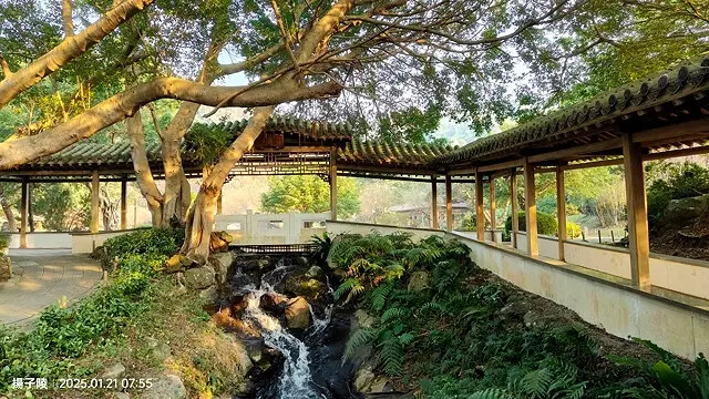 2025臺北士林至善園,梅花1/21即時現況🌸|2025原住 2025臺北士林至善園,梅花1/21即時現況🌸|2025原住