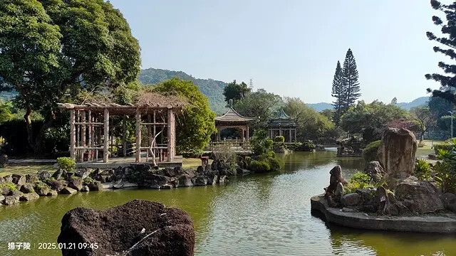 2025台北士林、雙溪公園,梅花1/21即時現況🌸|2025 2025台北士林、雙溪公園,梅花1/21即時現況🌸|2025