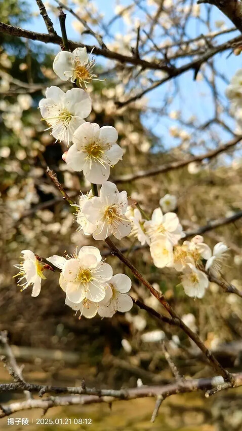 2025臺北士林至善園,梅花1/21即時現況🌸|2025原住 2025臺北士林至善園,梅花1/21即時現況🌸|2025原住