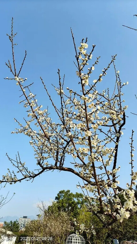 2025士林官邸公園，梅花1/21即時現況🌸｜2025台北士