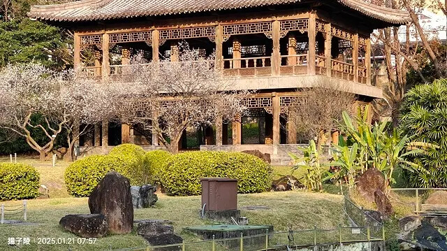 2025臺北士林至善園,梅花1/21即時現況🌸|2025原住 2025臺北士林至善園,梅花1/21即時現況🌸|2025原住
