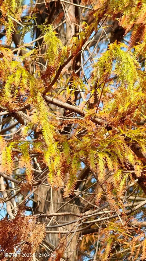 2025士林官邸公園，梅花1/21即時現況🌸｜2025台北士