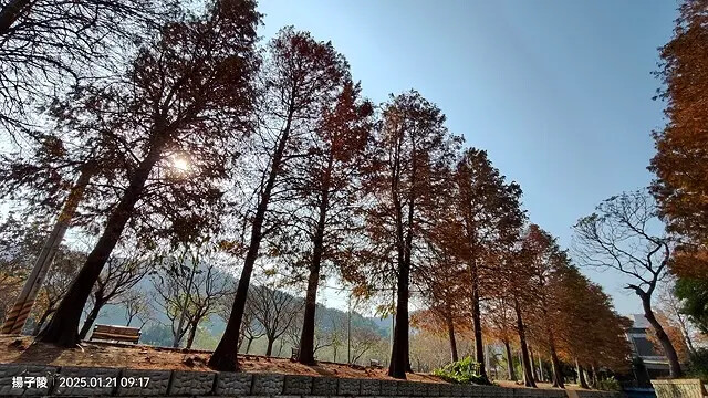 2025士林官邸公園，梅花1/21即時現況🌸｜2025台北士