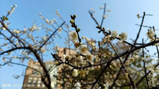 2025臺北士林至善園，梅花1/21即時現況🌸｜2025原住