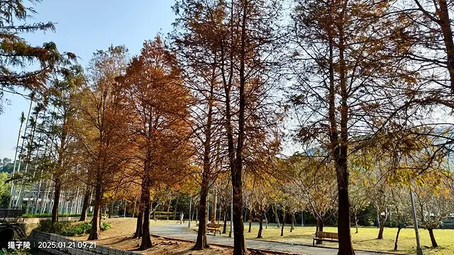 2025士林官邸公園，梅花1/21即時現況🌸｜2025台北士