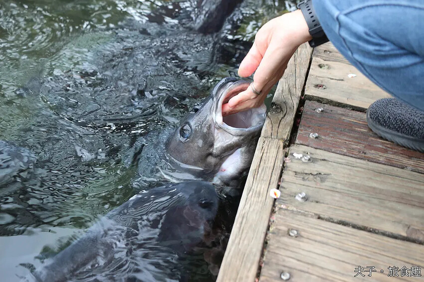 立川漁場 立川三寶 烏鰡原來是這麼的可愛 立川漁場 立川三寶 烏鰡原來是這麼的可愛