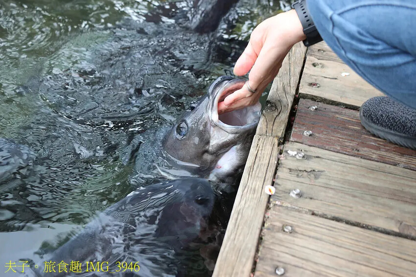 立川漁場 立川三寶 烏鰡原來是這麼的可愛 立川漁場 立川三寶 烏鰡原來是這麼的可愛