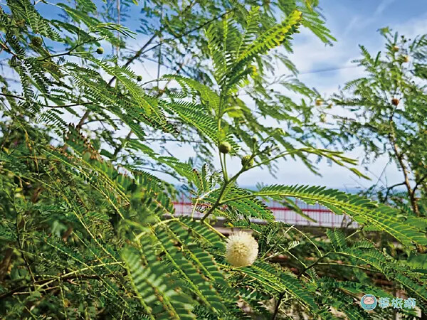 台東太麻里多良火車站   07.png